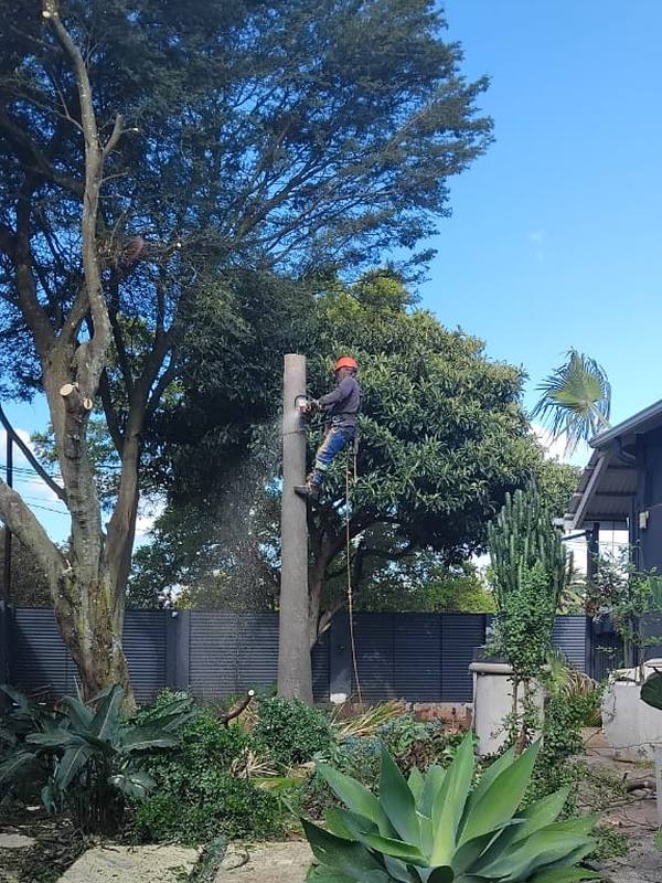Climber in a red hard hat taking a tall trunk down in sections, next to a house and boundary wall
