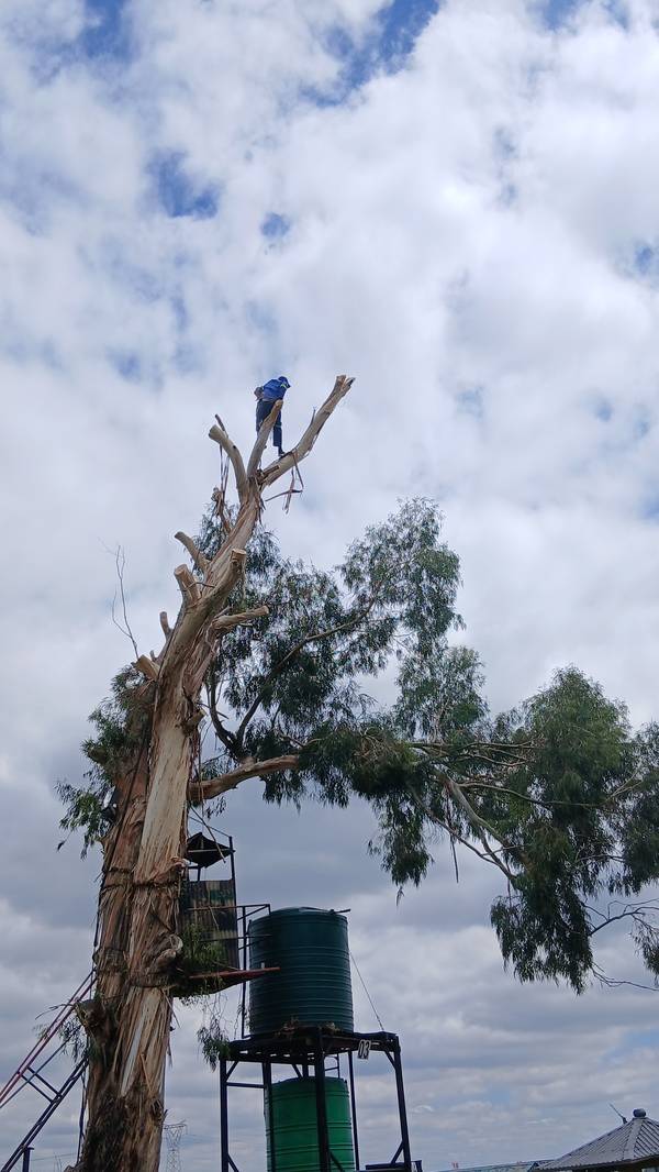 Climber high in the gum tree, half the crown removed, water tanks directly below