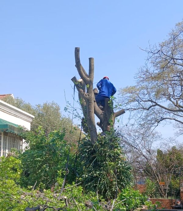 BlueGill climber in a red hard hat and overalls, working at the top of a cut-back tree beside a house