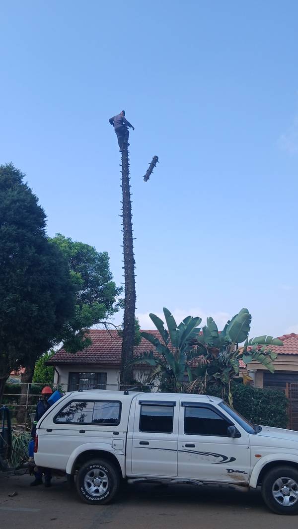 Pine reduced to a bare trunk, climber taking off the final section at the top