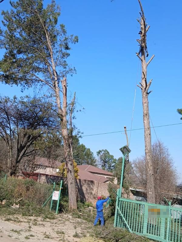 Climber at the top of a tall stripped trunk next to overhead power lines, crew member at the gate below