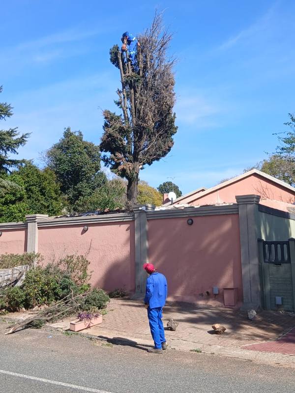 Climber at the top of a tall conifer behind a boundary wall, crew member on the pavement below