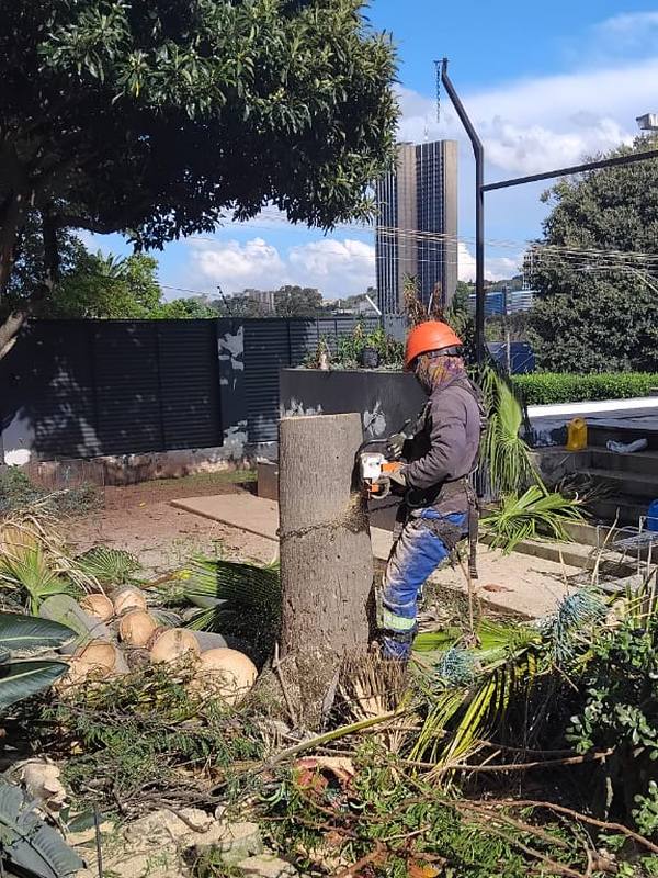 Crew member in an orange hard hat cutting a trunk down with a chainsaw