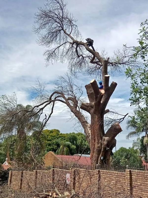 Two BlueGill climbers working high in a large tree above a brick boundary wall
